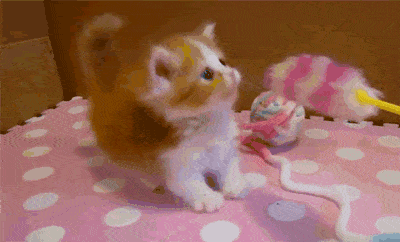 kitty playing