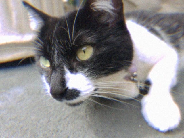 lola